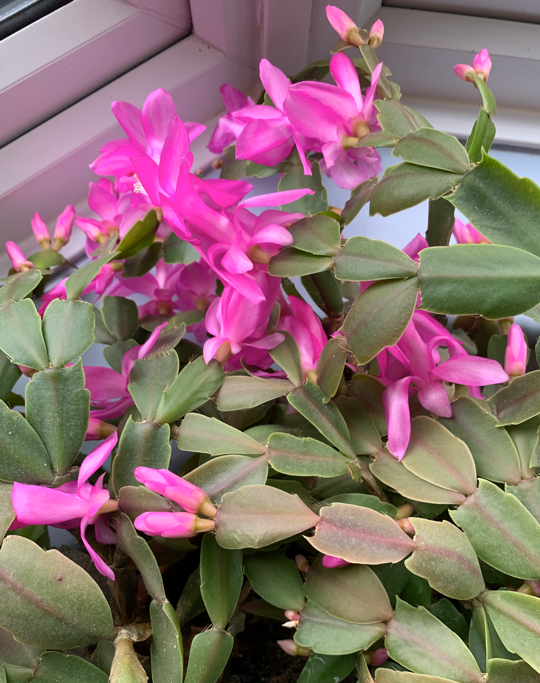 Winter flowering cactus